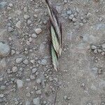 Bromus lanceolatus 花