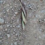 Bromus lanceolatus 花