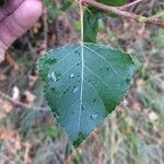 Tilia dasystyla List