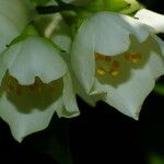 Philadelphus pubescens 花