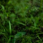 Panicum trichanthum Flower