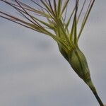 Aegilops geniculata Fruto