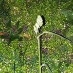 Dactylis glomerata 葉