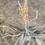 Aloe schweinfurthii Плід