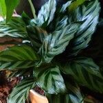 Calathea concinna Leaf