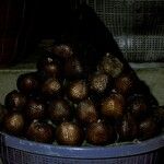 Salacca zalacca ഫലം