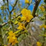 Parkinsonia praecox Цветок