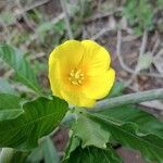 Ludwigia peploides Flower