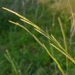 Glyceria fluitans Flor