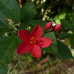 Jatropha integerrima Flor