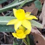 Narcissus assoanus Virág
