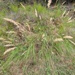 Achnatherum calamagrostis অভ্যাস