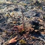 Drosera intermedia Kita