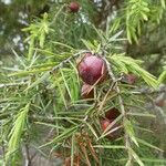 Juniperus oxycedrus Plod