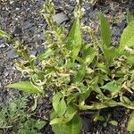 Persicaria lapathifolia Libunga