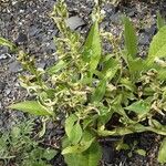 Persicaria lapathifolia عادت داشتن