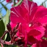 Nerium oleander Virág