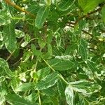 Salix purpurea पत्ता