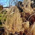 Miscanthus sinensis Mbuma