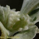Micropus supinus Flor