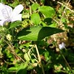 Ruellia humilis Лист