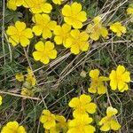 Potentilla verna Blomst