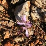 Colchicum filifoliumFlower