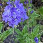 Veronica teucrium Flower