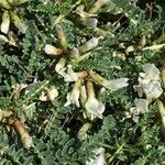 Astragalus tragacantha Ďalší
