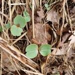 Impatiens glandulifera Листок