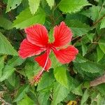 Hibiscus schizopetalus Flower