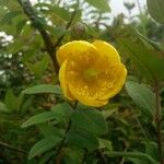 Hypericum × hidcoteense Bloem