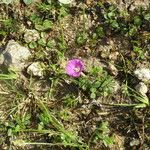 Ipomoea capillacea Elinympäristö