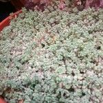 Sedum dasyphyllum Lehti