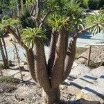 Pachypodium lamerei Φύλλο