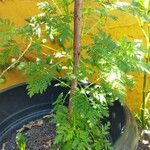 Artemisia annua Φύλλο