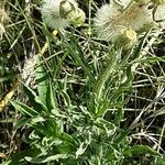 Erigeron bonariensis Fruit