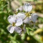 Cakile maritima 花