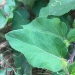 Arctium × nothum Leaf