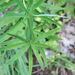 Polygonatum verticillatum 葉