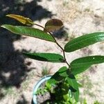 Terminalia arjuna Leaf