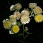 Helichrysum foetidum Flower