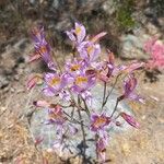 Alstroemeria pulchraFlower