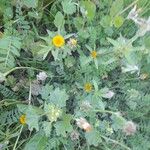 Calendula tripterocarpa Flor