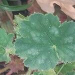 Heuchera sanguinea Leaf