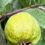 Psidium guajava Fruto