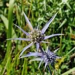 Eryngium bourgatiiBlüte