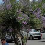 Vitex agnus-castusCortiza