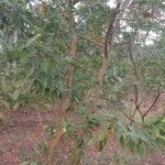 Psidium guajava आदत