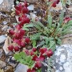 Linaria aeruginea Fulla